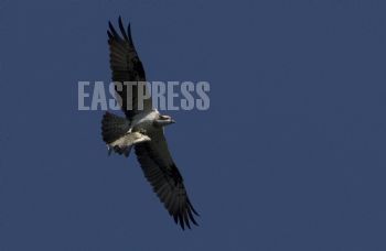 EA266929, Eastpress, Hamina, Finland